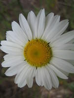Wild chamomile