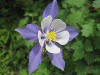 Colorado Columbine - state flower