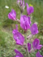 Colorado Locoweed