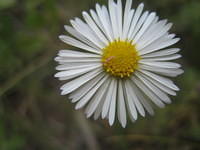 Porter aster