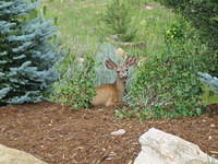 Mule deer in a garden near our resort
