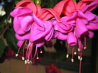 fushia