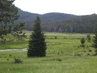 This is a herd of female sheep