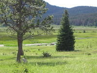 They come down from the mountains to lick up a mineral from Sheep Lake
