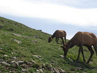 Elk