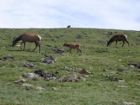 Elk and calf in Rocky Mountains