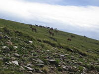 IMG_5581.jpg