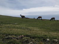 Mother elk nursing her calf