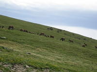 Herds of Elk