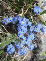 Alpine forget-me-not