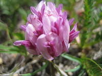 Alpine clover