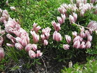 Fewflower loco