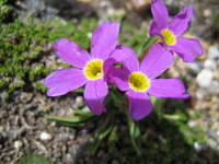 Alpine primrose   (very small)