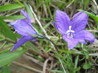 Parry Harebell