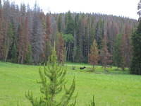 Moose with her calf
