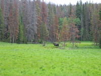 Moose and her calf (her calf is behind the bush to the left of the moose)