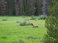 Elk running in the valley
