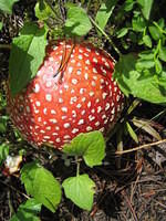 cool mushroom