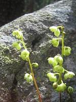 Greenflower Pyrola