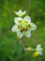 Death Camas
