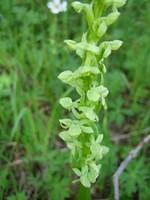 Lady's Tresses (Orchid family)