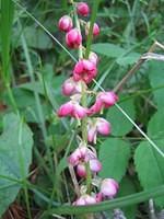 Bog Pyrola