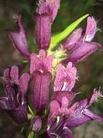 Dusky Penstemon