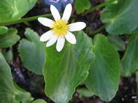 Marsh Marigold