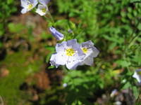 Jacob's Ladder