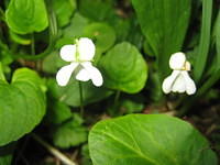 Canada Violet