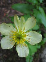 Globeflower