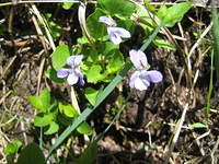 Mountain Violet