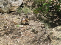Adorable chipmunk!!