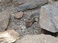 Golden mantled squirrel