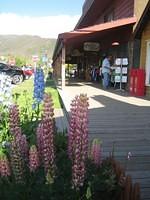 Beautiful lupine in Grand Lake