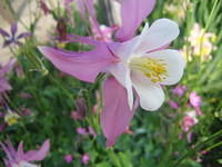 columbine