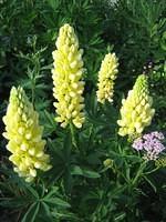 Yellow lupine