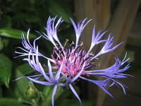 IMG_5866.jpg