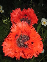 Royal Poppy