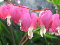 Bleeding Hearts