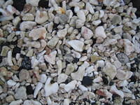 Just a nice photo of the coral and lava rocks
