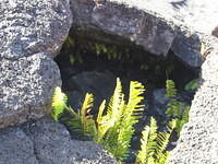 IMG_2158.jpg