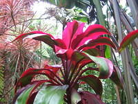 Hawaiian ti plant