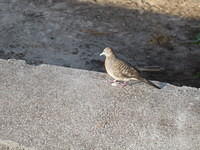 Zebra dove
