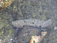 Sea cucumber in a tidepool