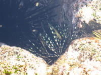 Banded sea urchin in a tidepool