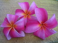 Pink plumeria