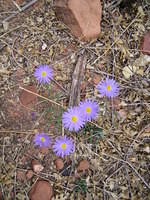 Wandering daisy