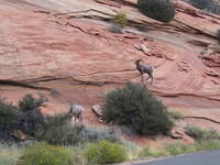 Bighorn Sheep outside of Zion