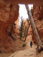 Navajo Canyon
